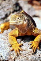 Galapagos - Iguana.