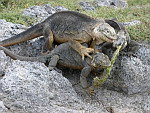 Galapagos - Iguany.