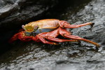 Galapagos - Krab czerwony.