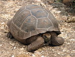 Galapagos - ��w.
