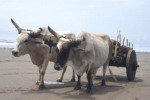Kostaryka - Zebu.