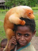 Papua Nowa Gwinea - Ch�opczyk z kambor.