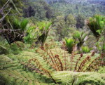 Samoa - Drzewa paprociowe