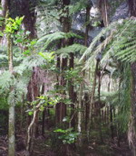 Samoa - Las deszczowy