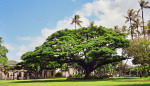 USA - Hawaje, Wyspa Maui, przyroda.