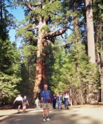 USA - Yosemity National Park, sequoia.