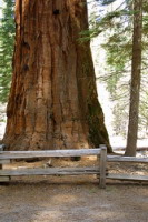 USA - Yosemity, sequoia