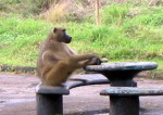 Zimbabwe  - Baboon oczekuje na picnic w Wiktoria Falss.